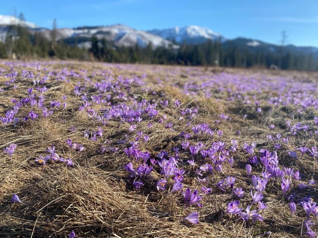Lukaszowki Przy Krupowkach Daire Zakopane Dış mekan fotoğraf